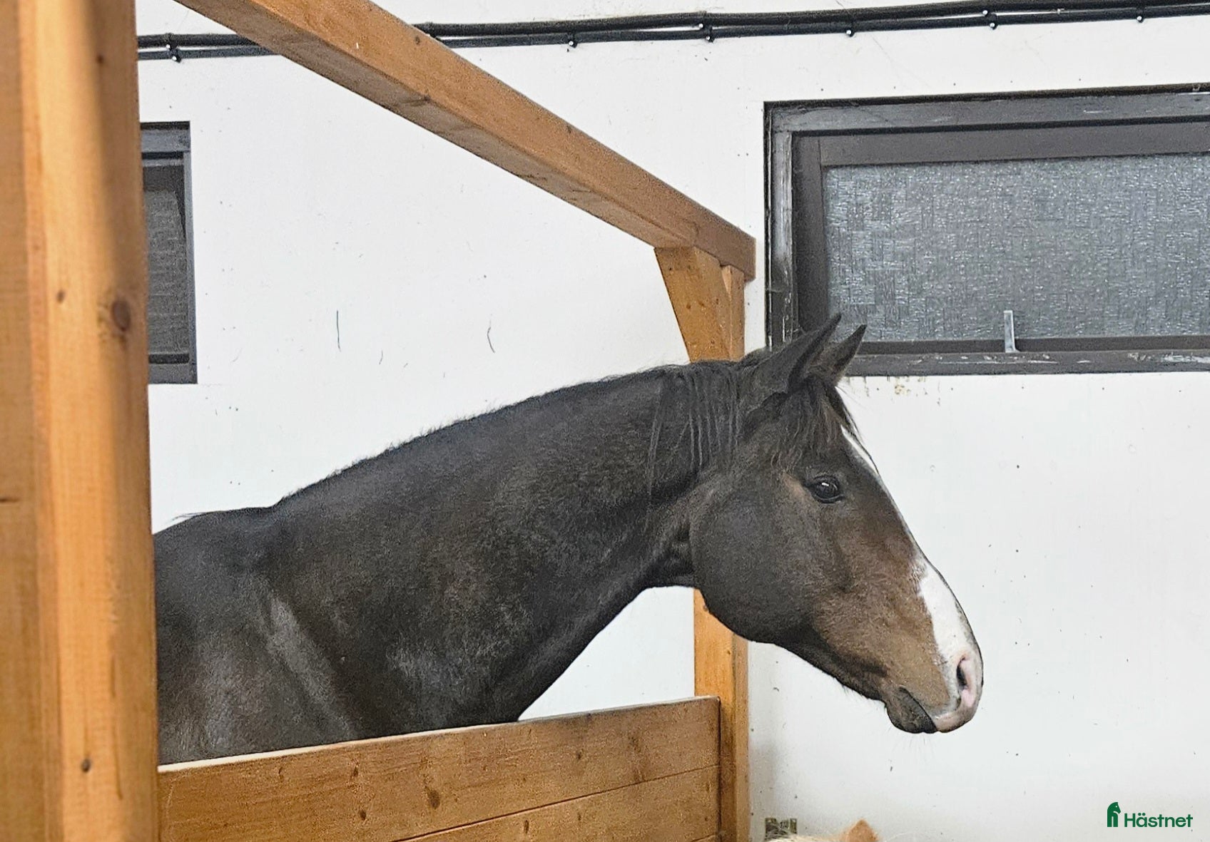  hästar Zalazar – vackert fullblod med stor potential i Veddige - Annons 12