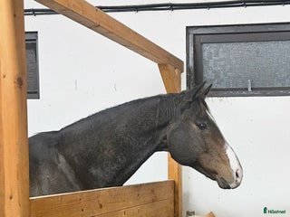 hästar Zalazar – vackert fullblod med stor potential i Veddige - Annons 11