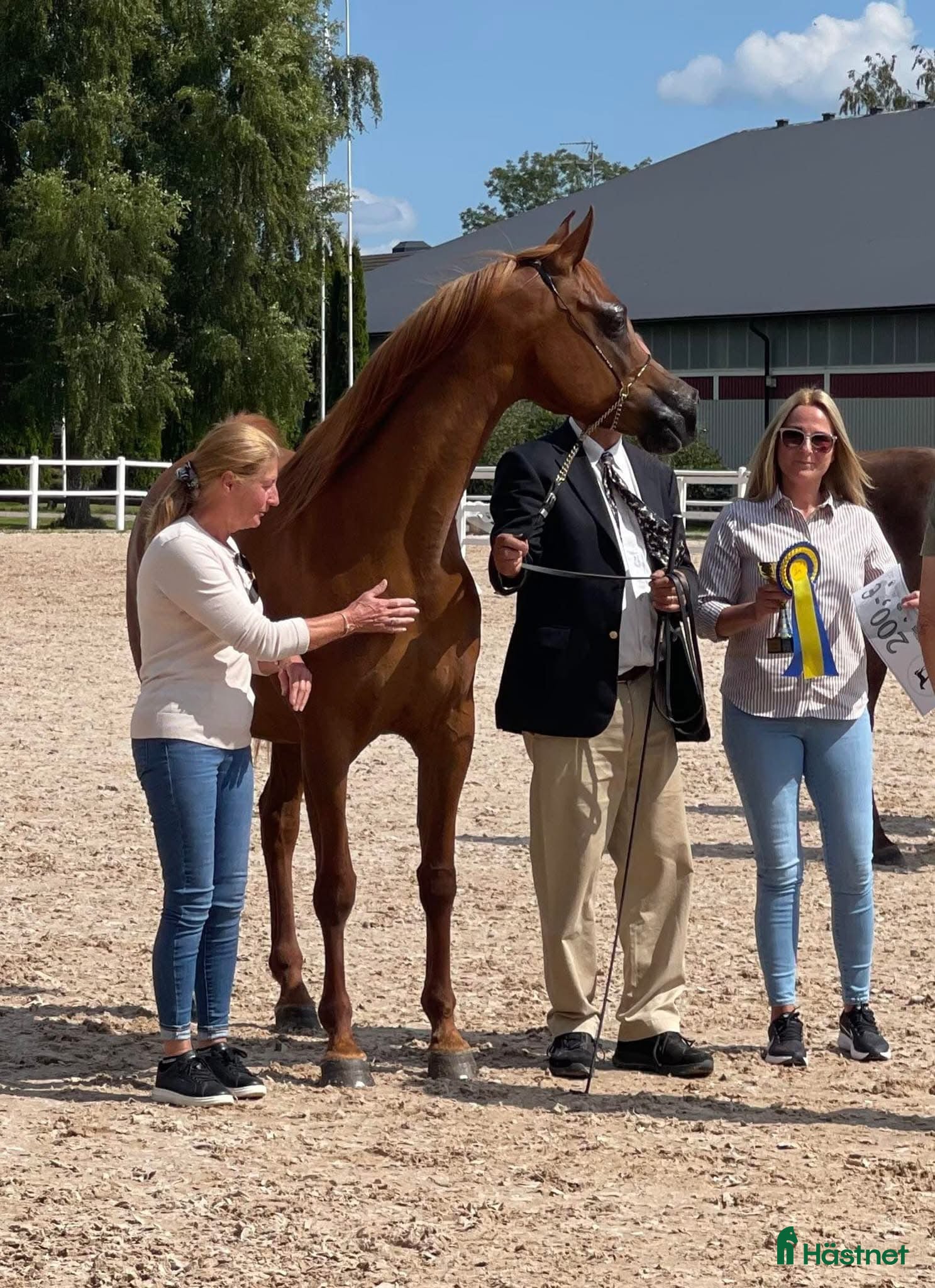  hästar Fint snällt sto 12 år - Annons 2