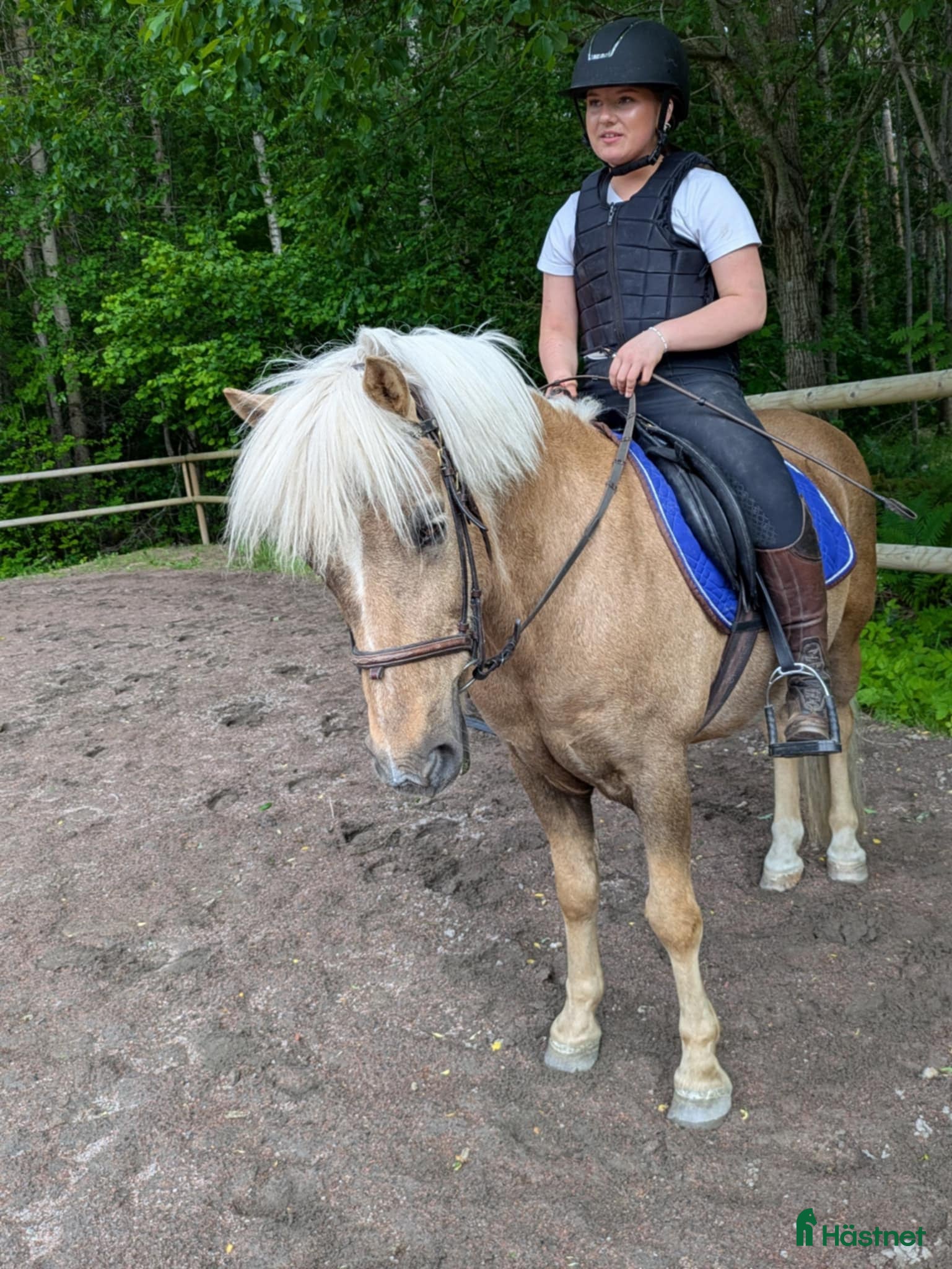  hästar Trygg och lugn ponny till hela familjen - Annons 2