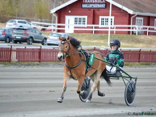 hästar Mysig ponnytravare - Annons 2