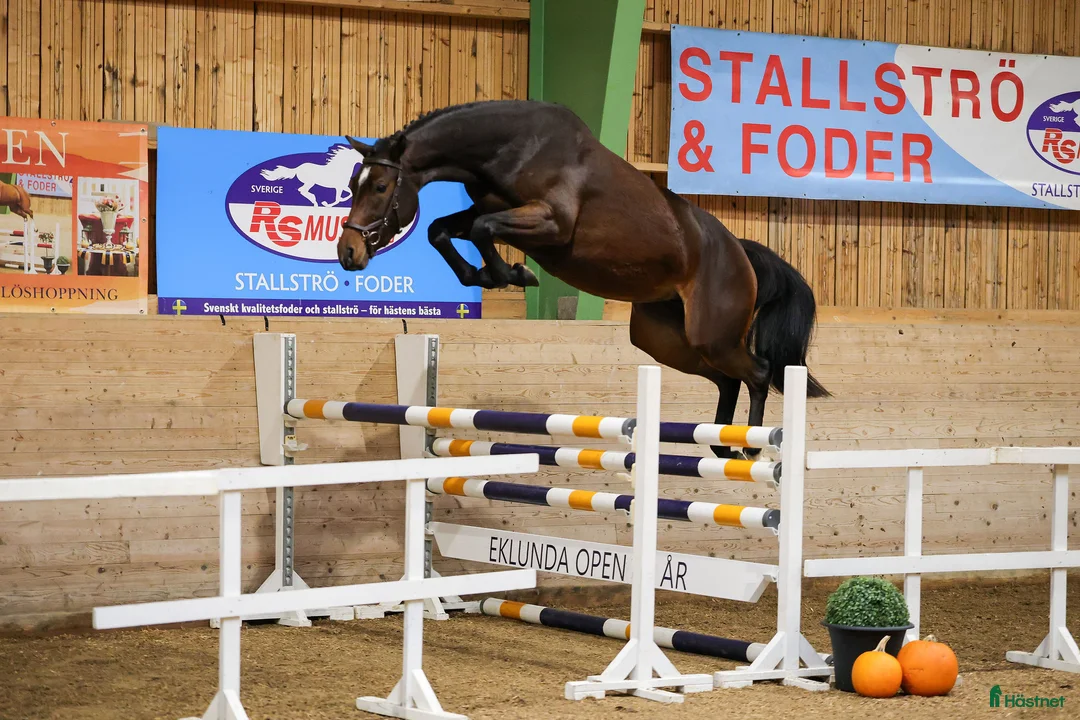 Hoppning hästar till salu: Vackert sto med lovande framtidsutsikter! - Annons 2