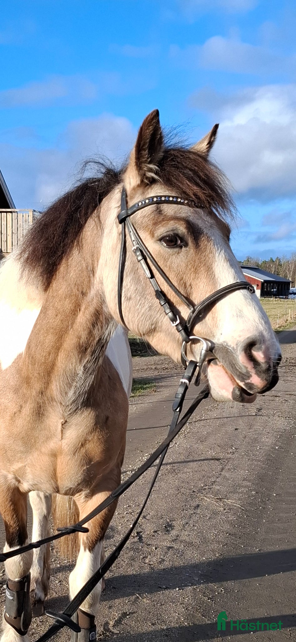  hästar Tillfälle för dig med kunskap - Annons 3