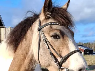 hästar Tillfälle för dig med kunskap - Annons 3