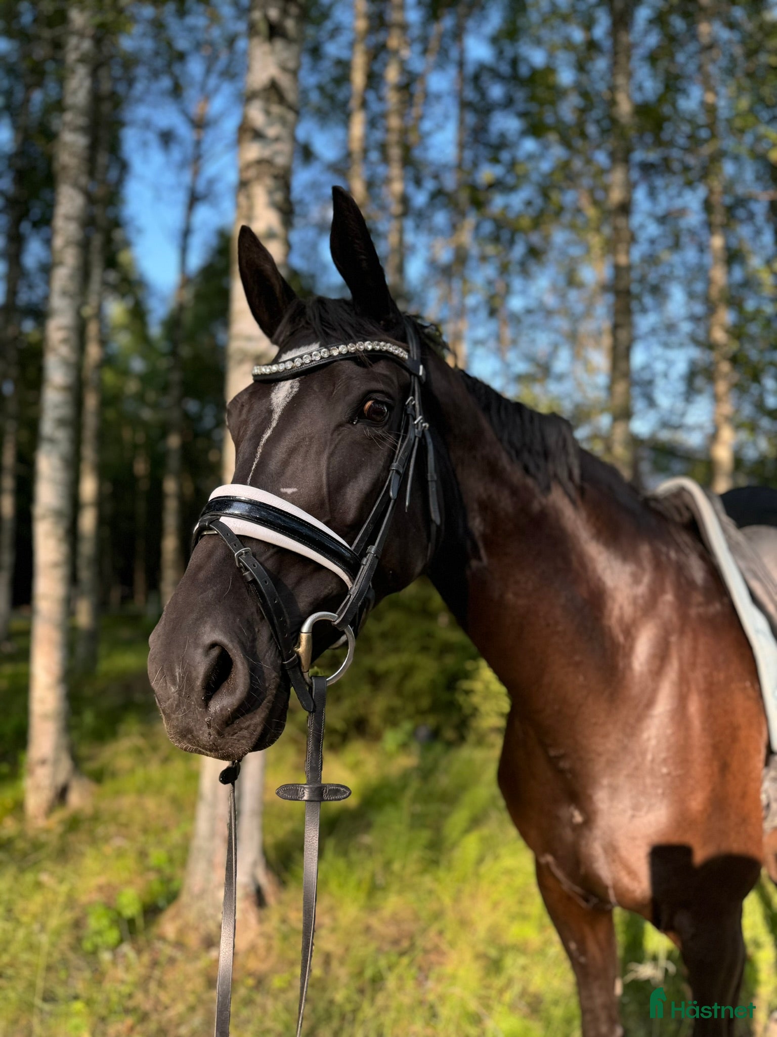  foderhäst Dressyrprojekt/Avel i Ransäter - Annons 5