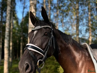 foderhäst Dressyrprojekt/Avel i Ransäter - Annons 6