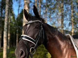 foderhäst Dressyrprojekt/Avel - Annons 11