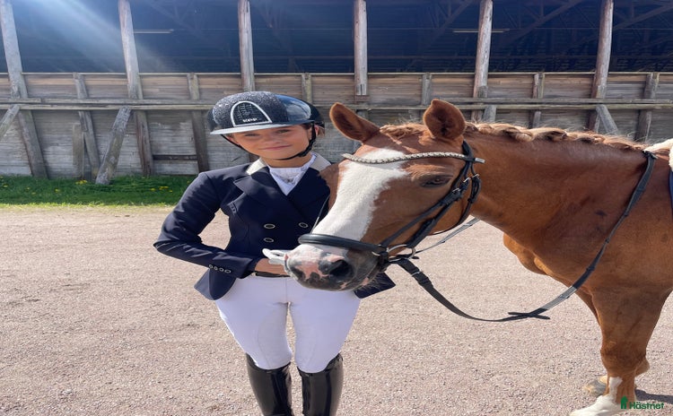  hästar i Sundborn - Annons 2