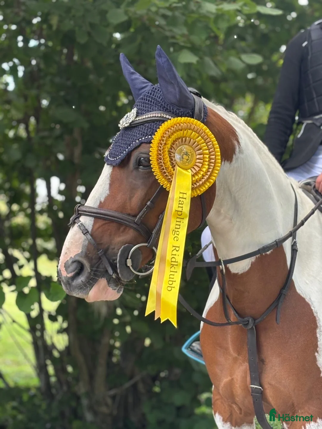 Hoppning hästar till salu: Maxad c-ponny med stor personlighet! - Annons 1