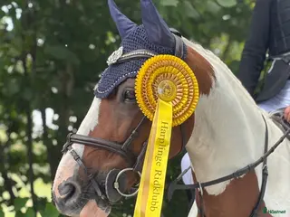 hästar Maxad c-ponny med stor personlighet! - Annons 1