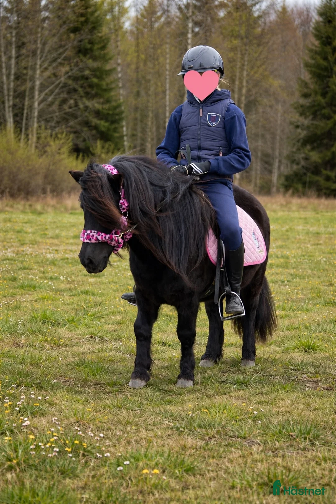 Allround hästar till salu: Bästa barnponnyn! - Annons 1