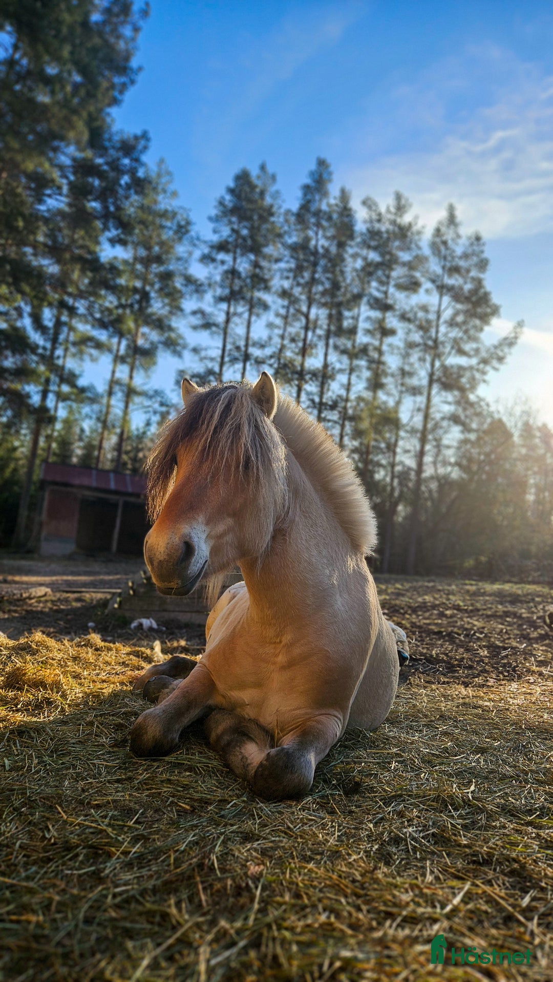 Allround hästar till salu: Lothar, världens bästa häst ♡ i Söderköping - Annons 13