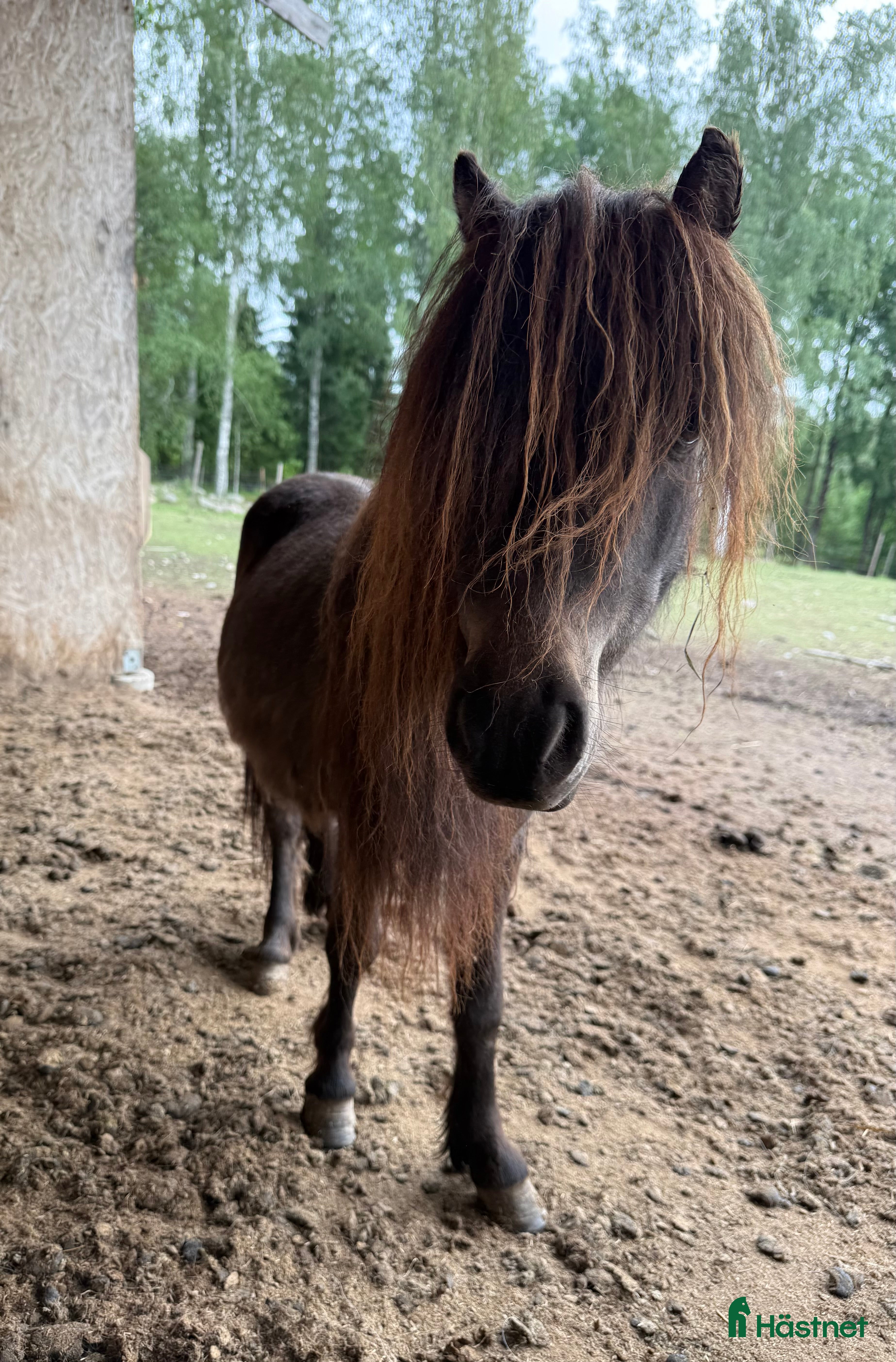  hästar Falabella  - Annons 1