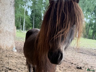 hästar Falabella i Arvika - Annons 15
