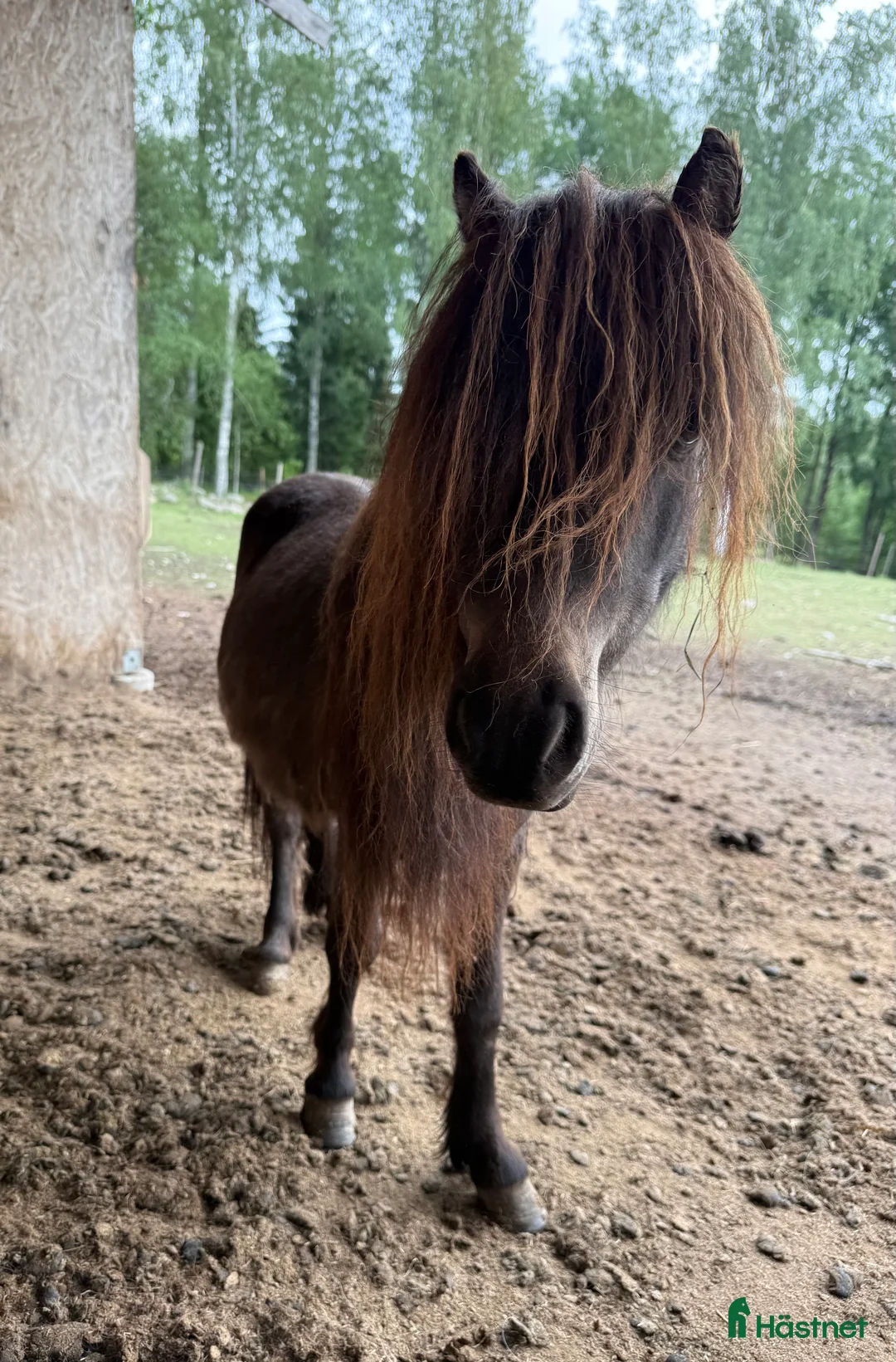 Allround hästar till salu: Falabella  - Annons 1