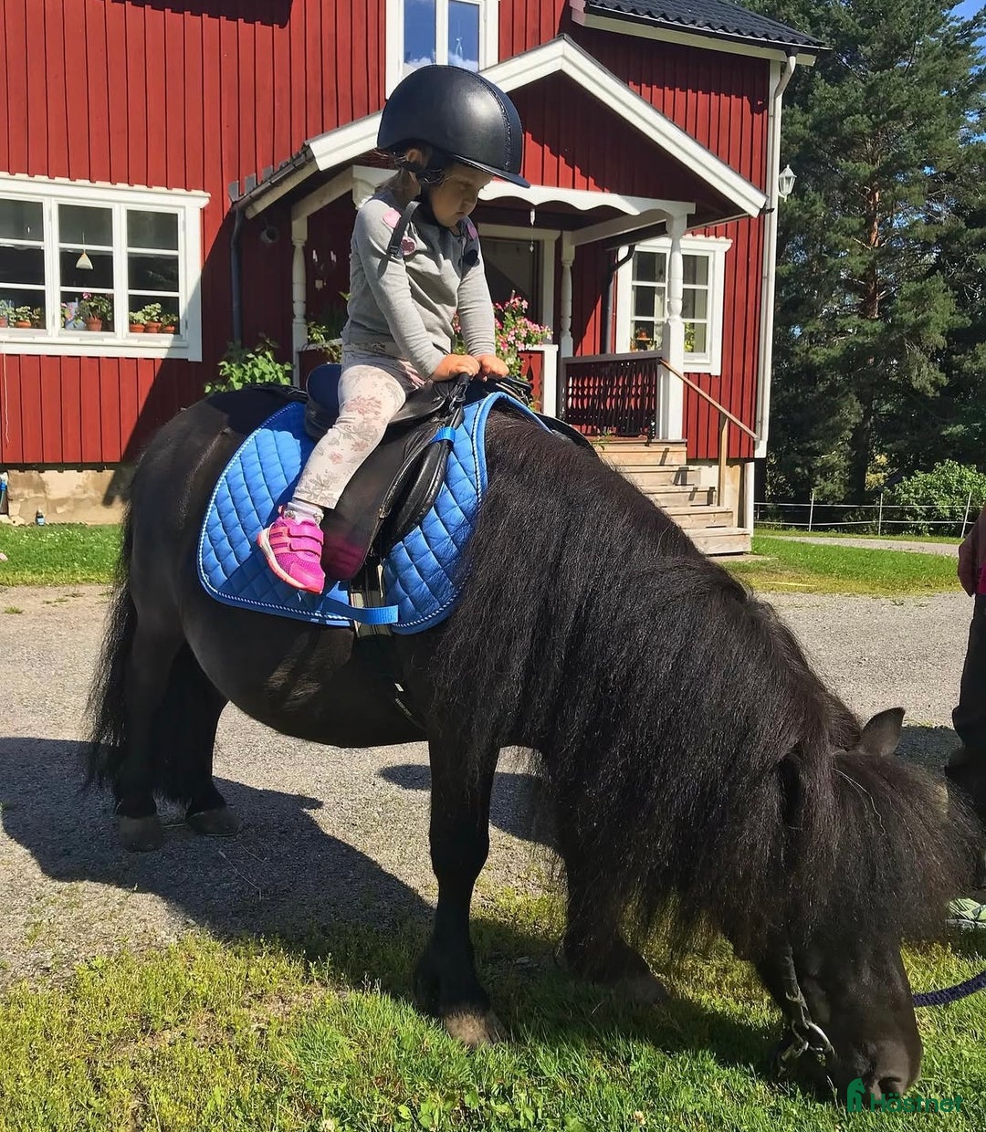 Allround hästar till salu: Trevlig shetlandsponny  i Kilafors - Annons 2