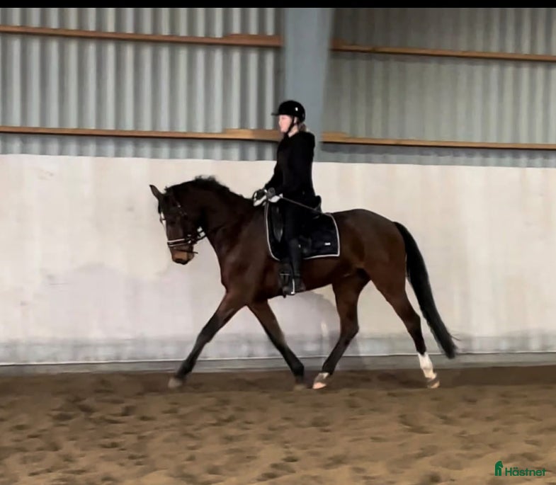  hästar Genom snäll 4 åring  - Annons 2