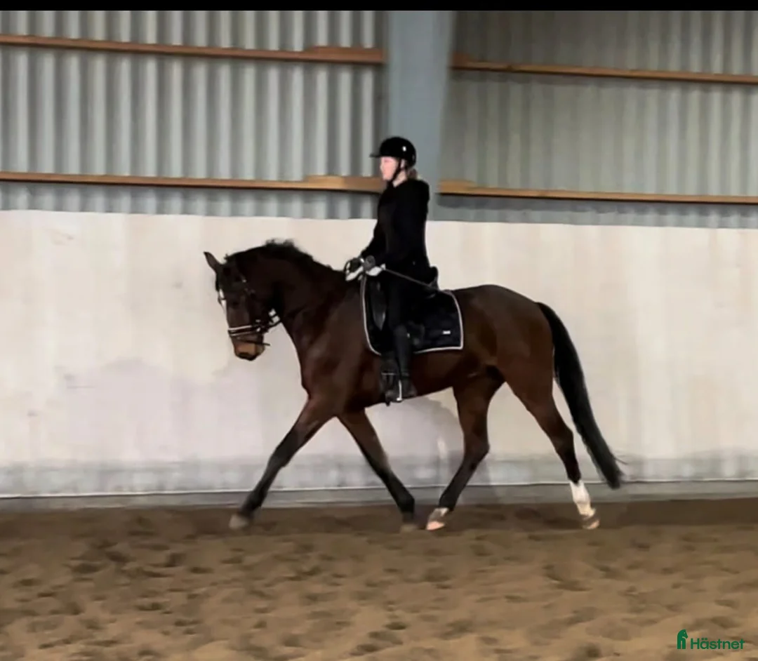 Dressyr hästar till salu: Genom snäll 4 åring  - Annons 2