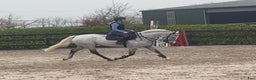Hoppning hästar till salu: 6yr old 148 gelding i Stockholm - Annons 4