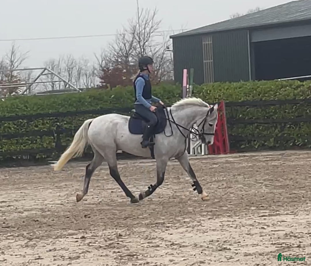 Hoppning hästar till salu: 6yr old 148 gelding i Stockholm - Annons 4