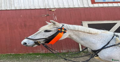  hästar i Grebbestad - Annons 10