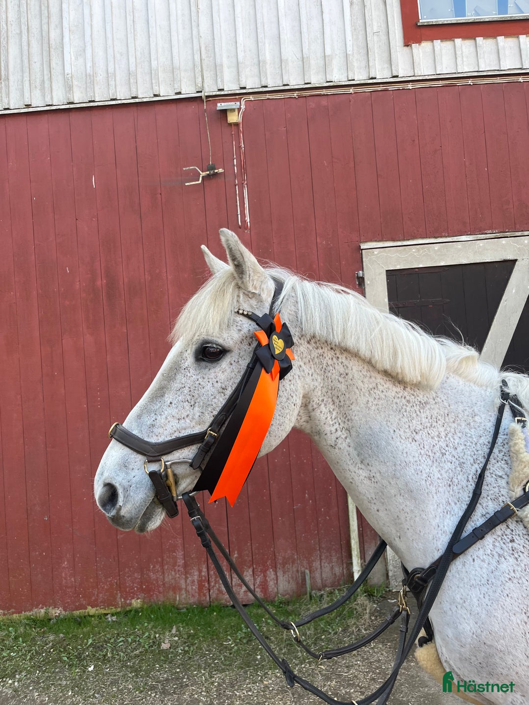 Hoppning hästar till salu: Pigg Rosettplockare i Grebbestad - Annons 3