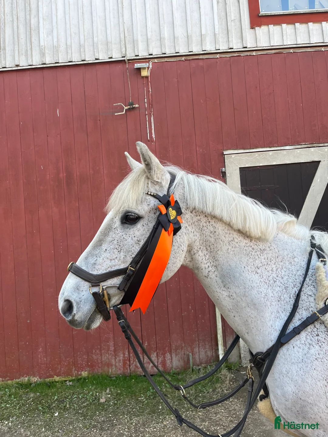 Hoppning hästar till salu: Pigg Rosettplockare - Annons 3