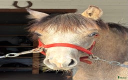 Hoppning hästar till salu: Framtida mästerskapsponny i Klippan - Bild 5