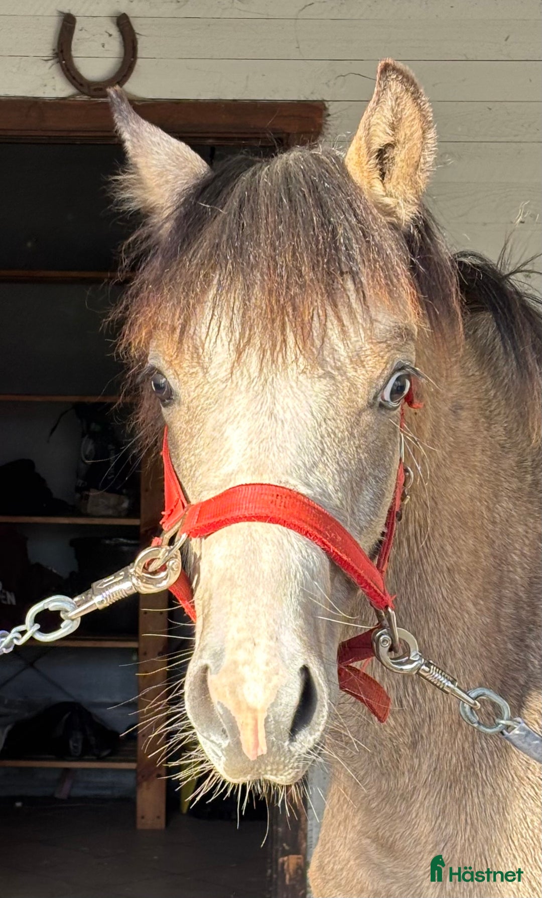 Hoppning hästar till salu: Framtida mästerskapsponny i Klippan - Bild 5