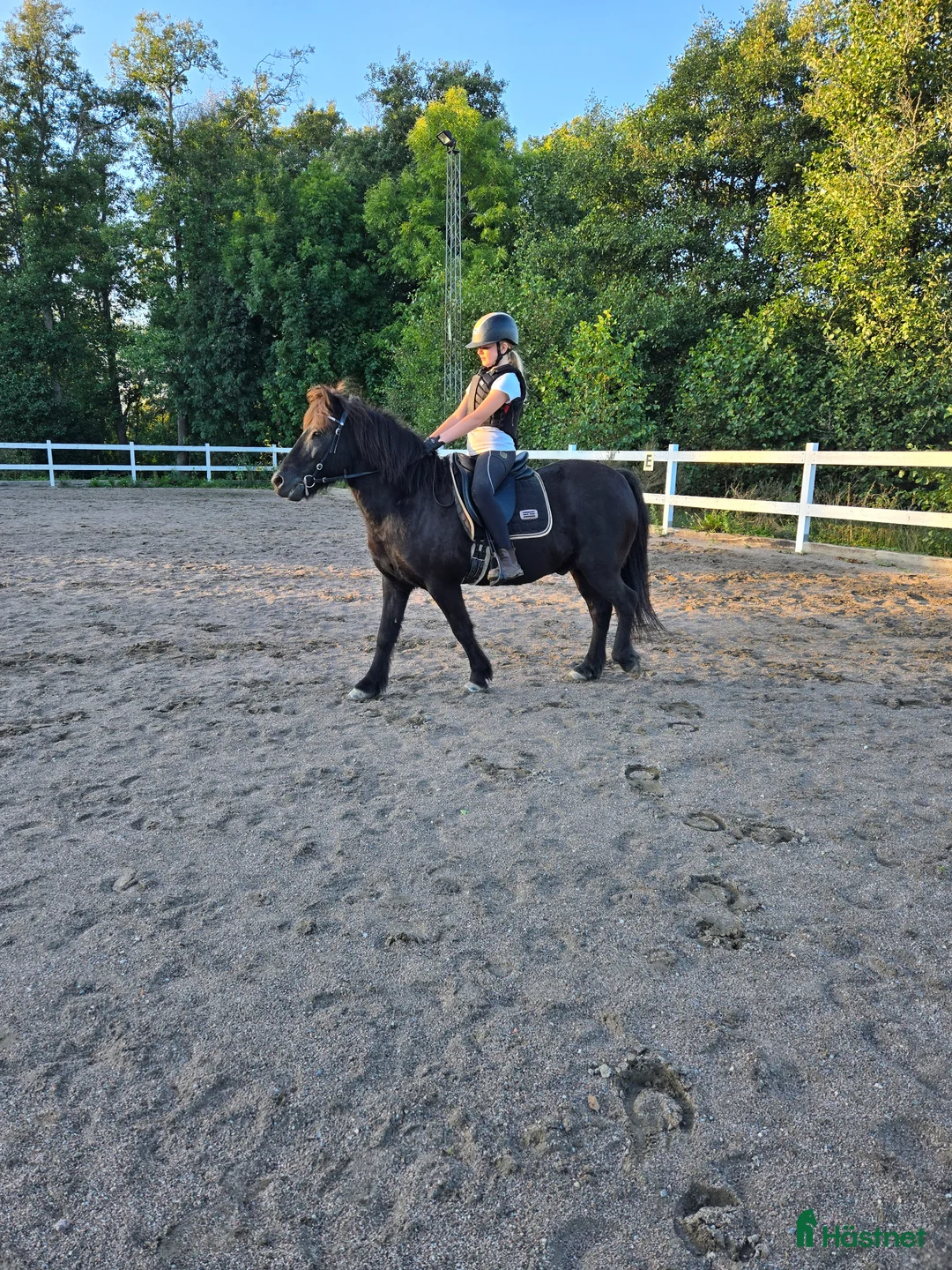Övrigt hästar till salu: Islandshäst säljes - Annons 4