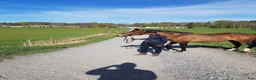  foderhäst sökes: Har du min blivande hjärtehäst? - Annons 2