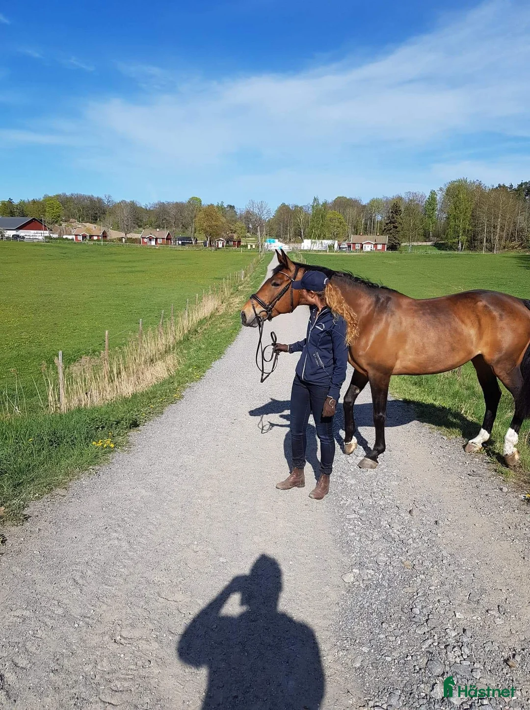  foderhäst sökes: Har du min blivande hjärtehäst? - Annons 2