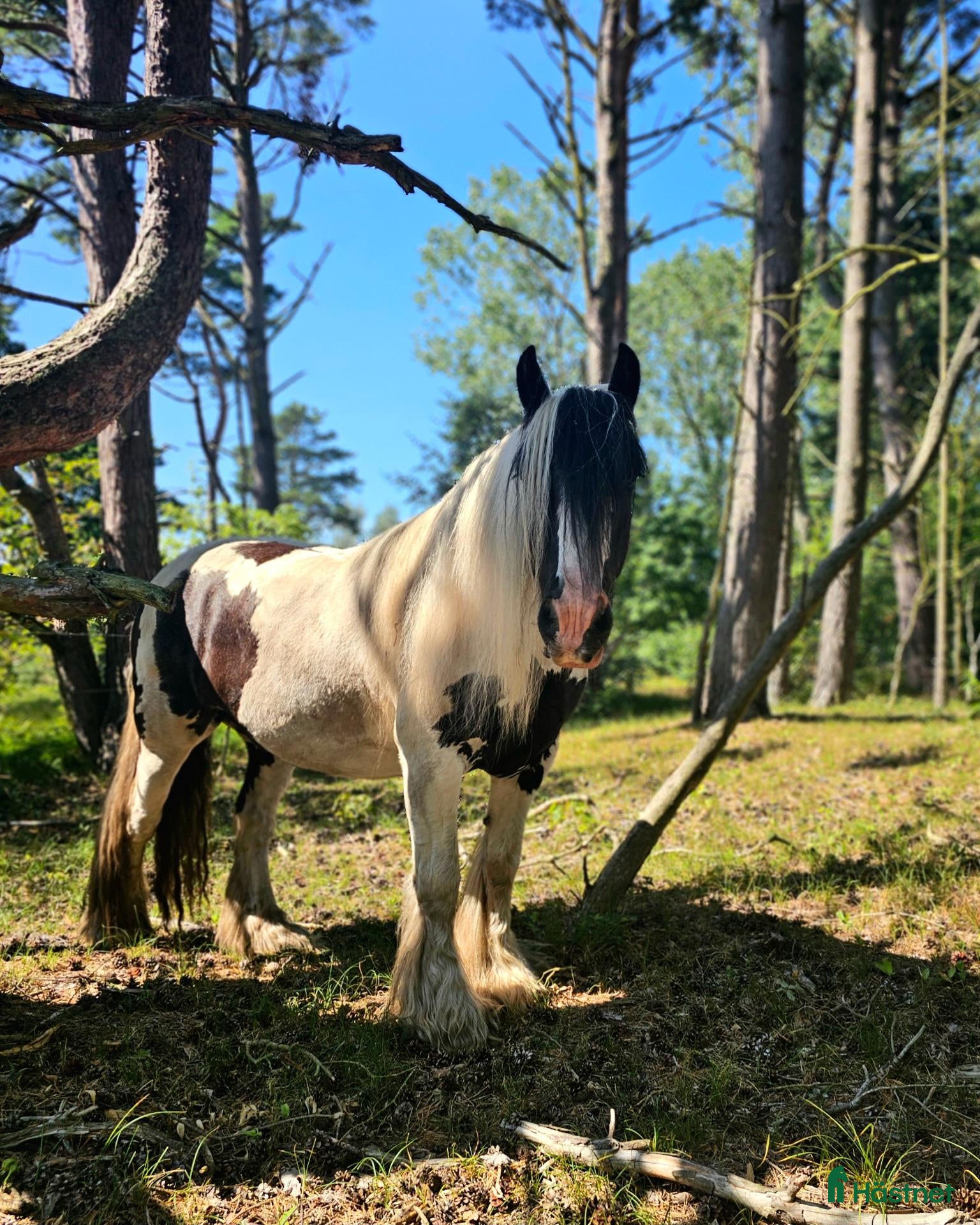  hästar Charmerende vallak  - Annons 2