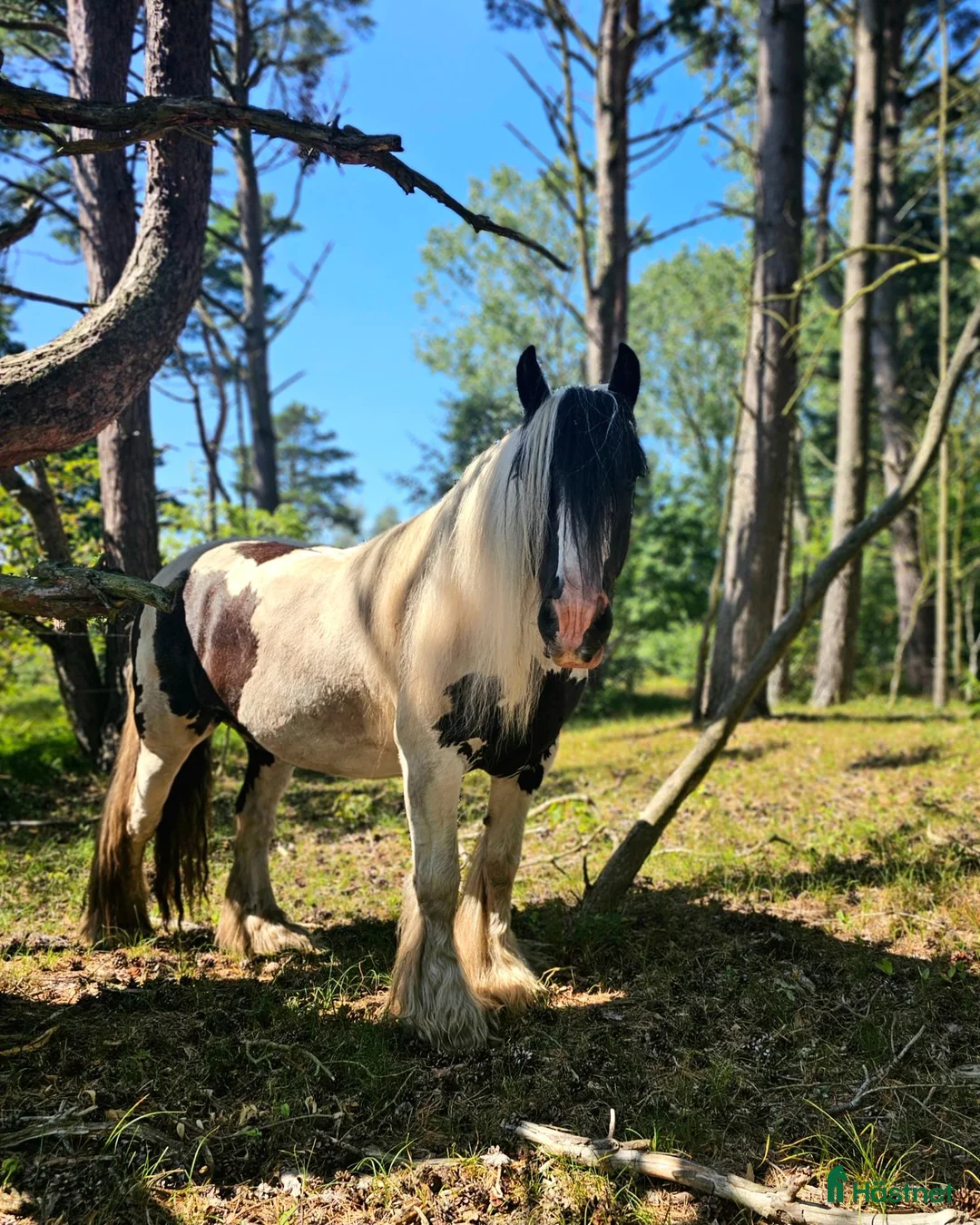 Allround hästar till salu: Charmerende vallak  - Annons 2