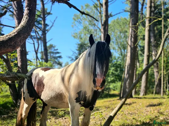 hästar till salu: Charmerende vallak - Annons 2