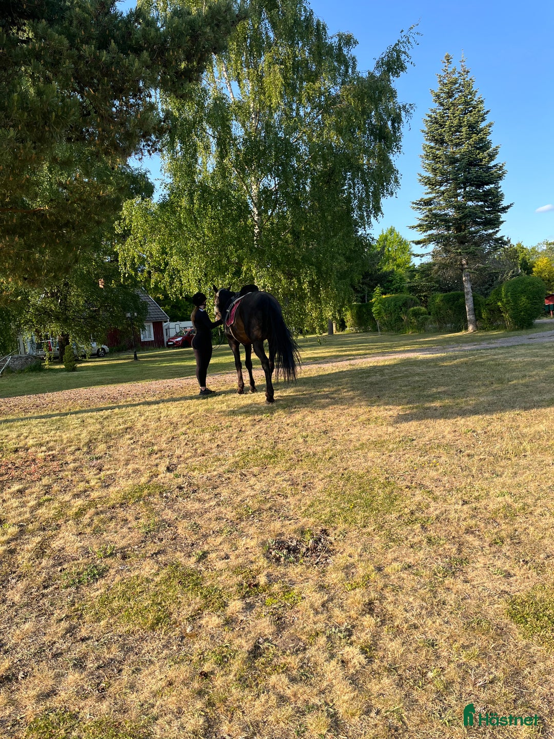  medryttarhäst sökes: Medryttarhäst sökes 1-3 dagar/vecka i Linköping - Annons 1