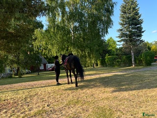 medryttarhäst sökes: Medryttarhäst sökes 1-3 dagar/vecka i Linköping - Annons 10