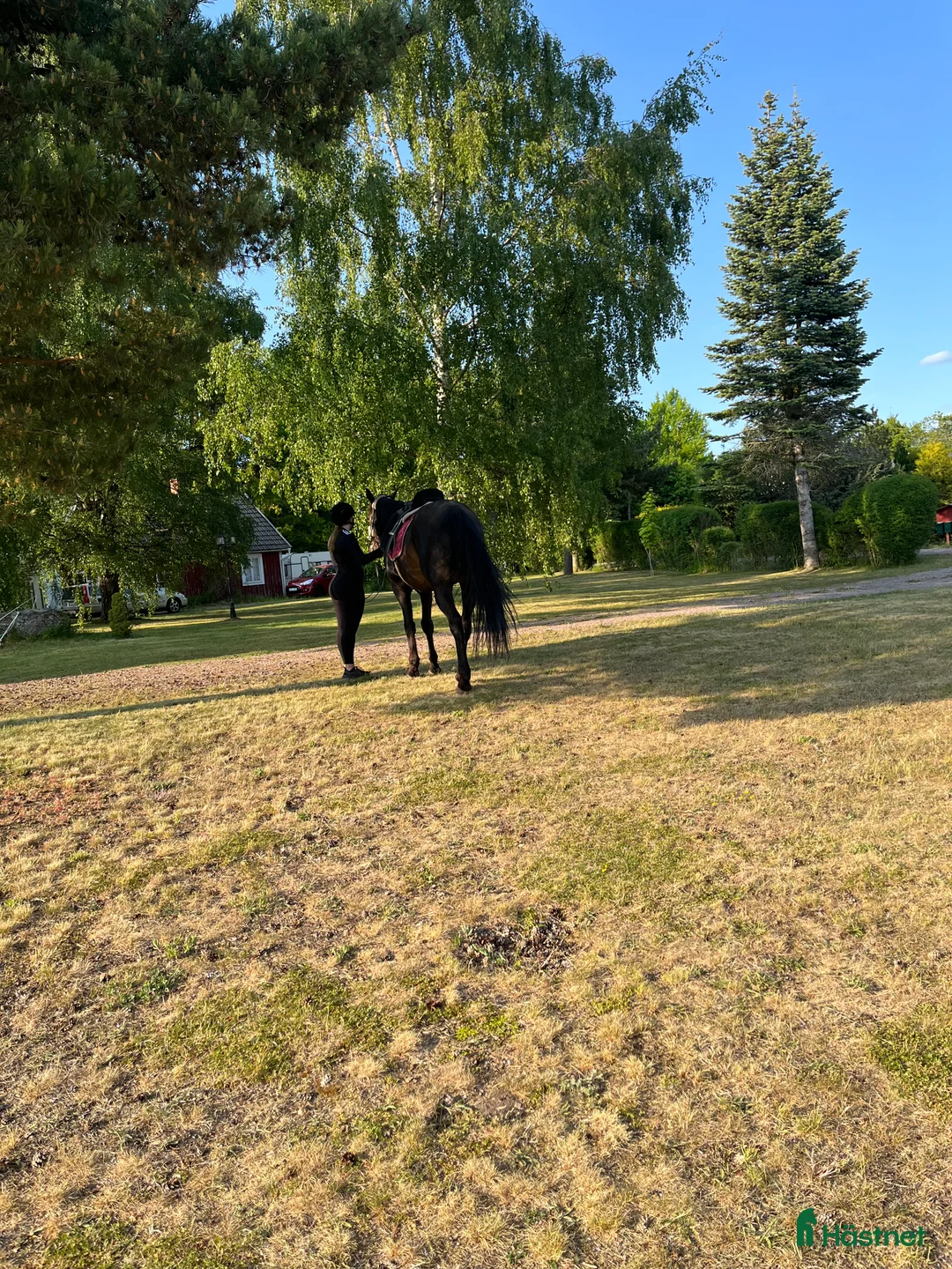  medryttarhäst sökes: Medryttarhäst sökes 1-3 dagar/vecka - Annons 1