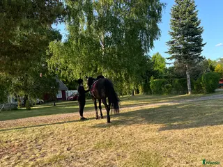 medryttarhäst sökes: Medryttarhäst sökes 1-3 dagar/vecka - Annons 11
