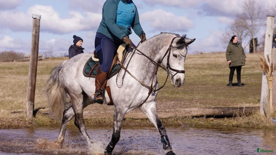 Fälttävlan hästar till salu: En som sticker ut  i Timmernabben - Annons 2