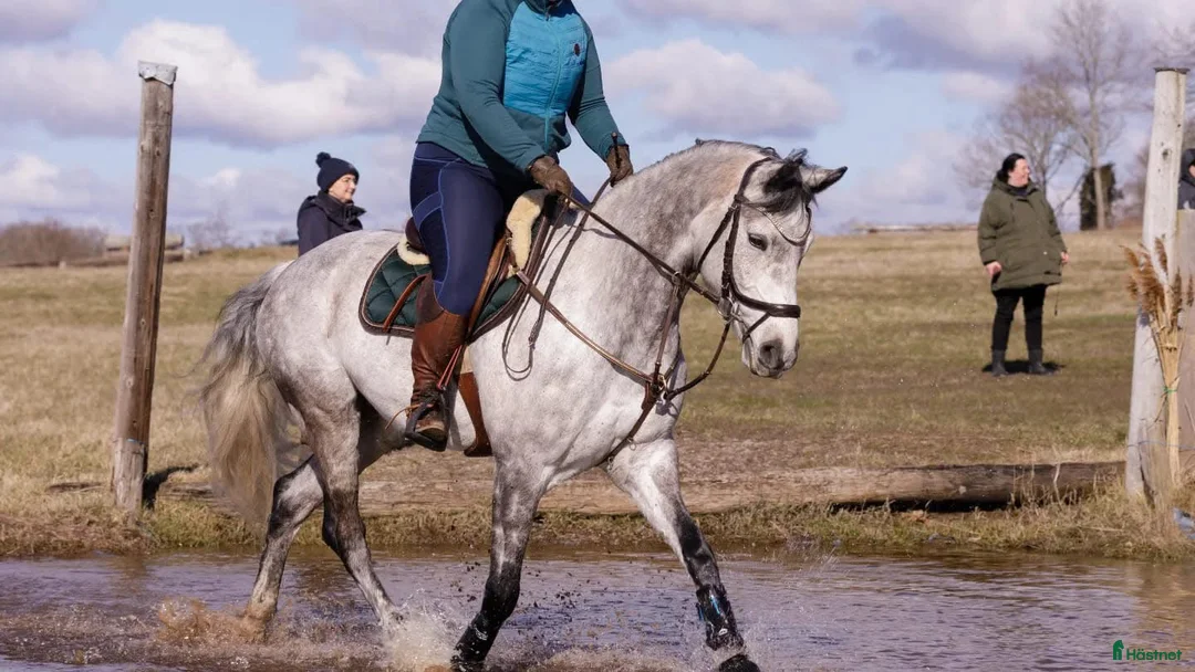 Fälttävlan hästar till salu: En som sticker ut  i Timmernabben - Annons 2