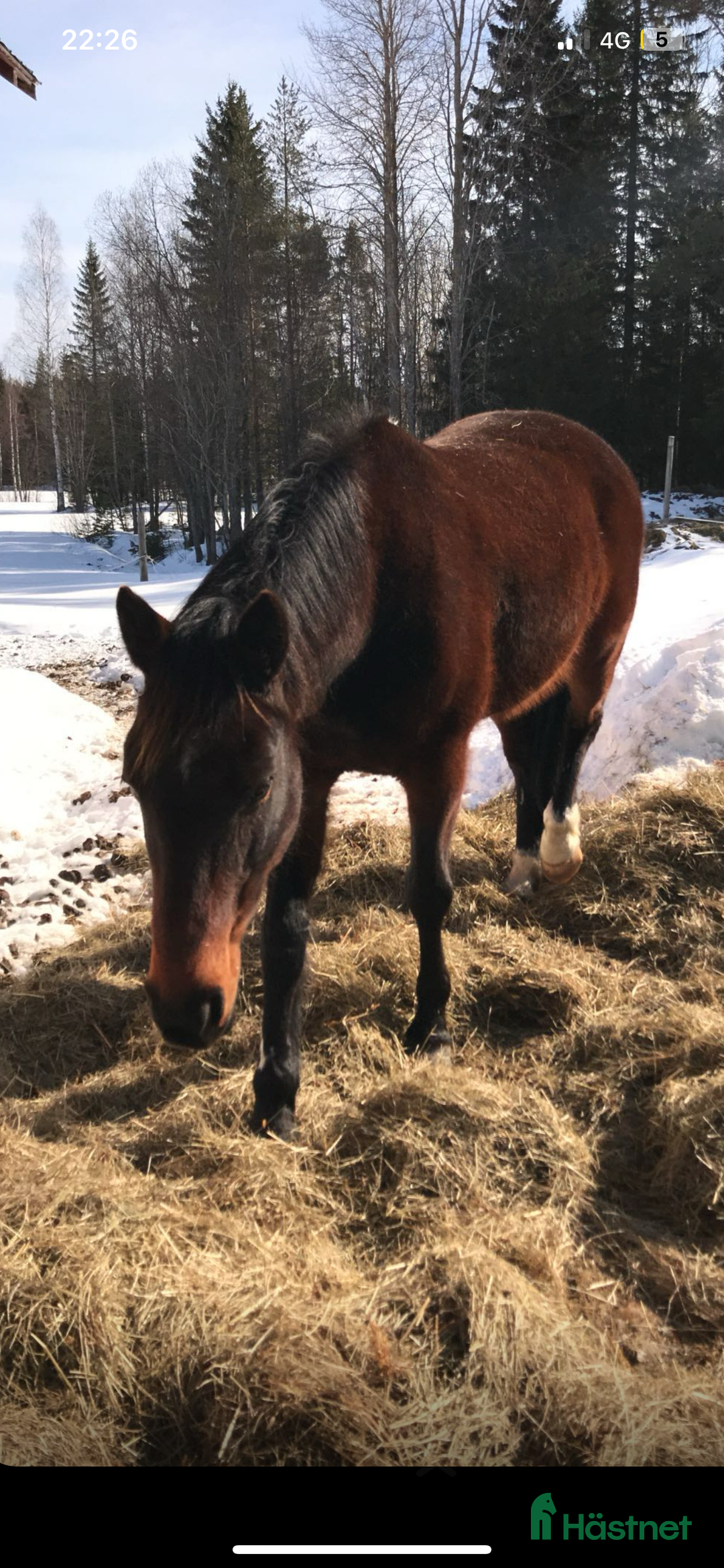 Övrigt hästar till salu: 2st underbara travare till sällskap alt skogsmulle - Annons 7