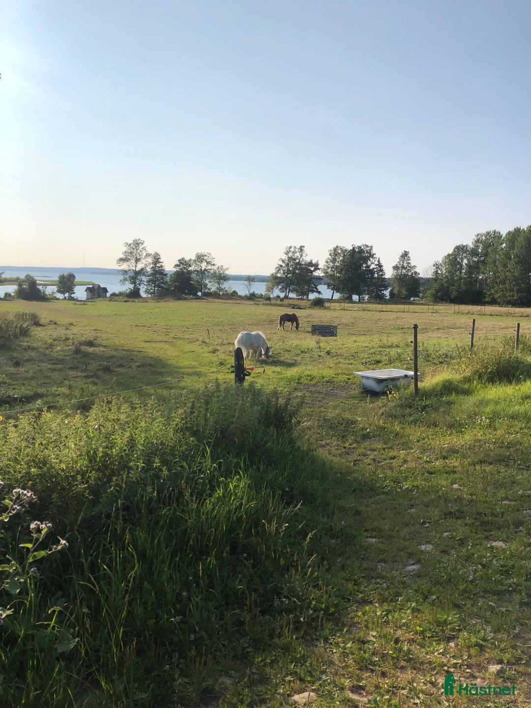 Allround hästar sökes: C-/D-ponny sökes - Annons 1