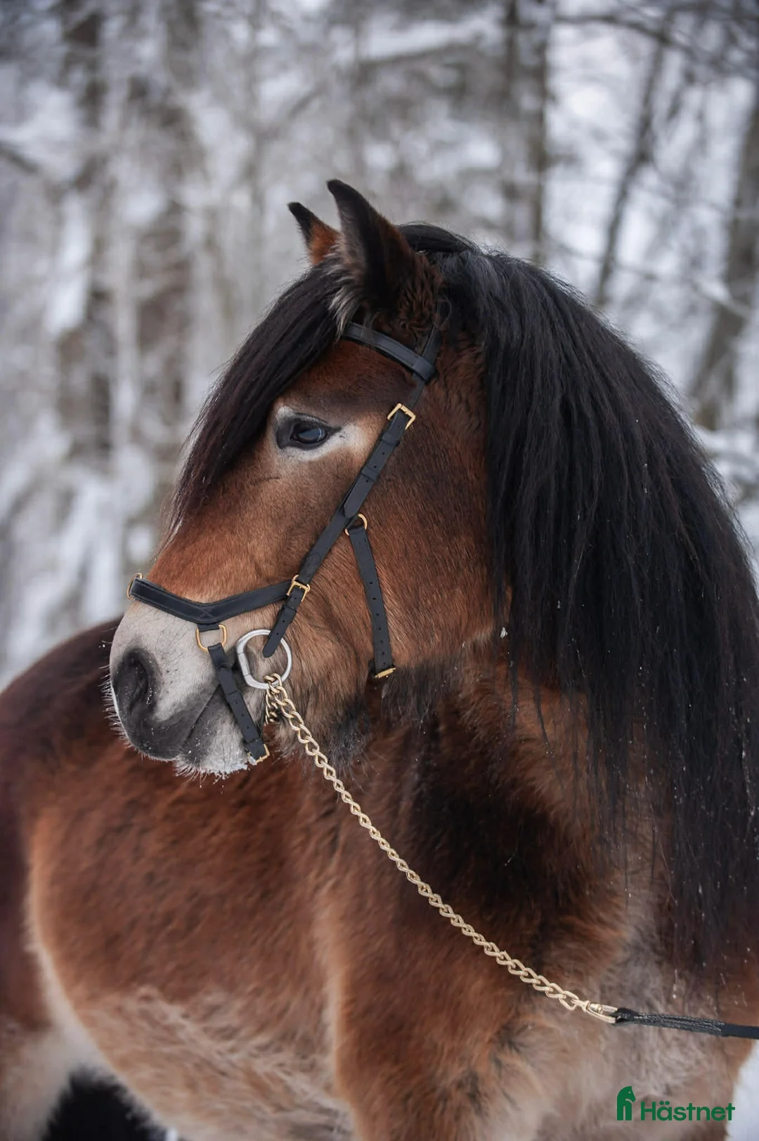 Körning hästar till salu: Nordsvensk valack i Rättvik - Annons 7