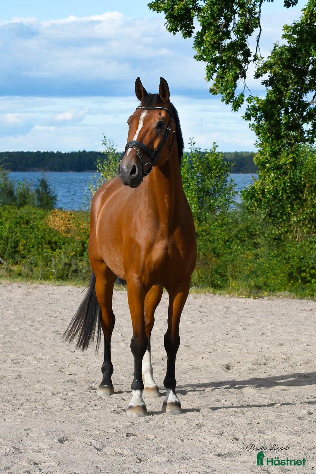 Hoppning hästar till salu: Lovande Valack i Västervik - Annons 3