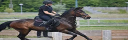 Hoppning hästar till salu: Charmig D-ponny i Rydsgård - Annons 3