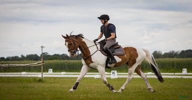  hästar i Löberöd - Annons 16
