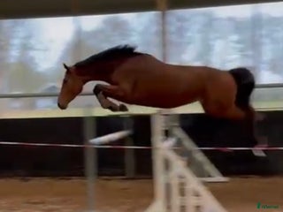 hästar Sto född 2022 e Denzel vant Meulenhof i Limhamn - Annons 1