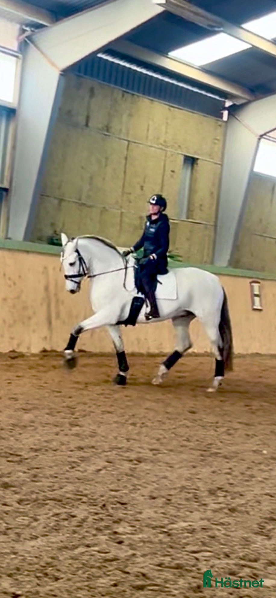  hästar Mycket trevlig PRE-valack - Annons 2