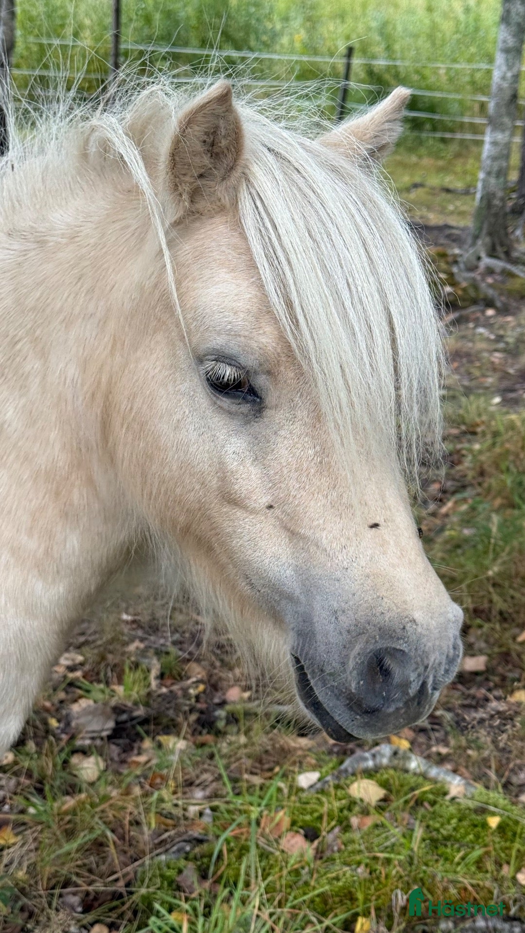  hästar Underbart minishetlandssto!  - Annons 11